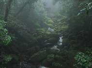 Riacho corta a mata úmida na parte baixa do Parque Nacional da Serra dos Órgãos, no Rio de Janeiro, portaria de Teresópolis